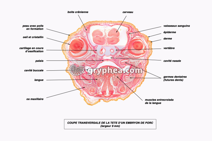 Embryon de Porc - tête en CT - vue légendée x4 - gryphea.com